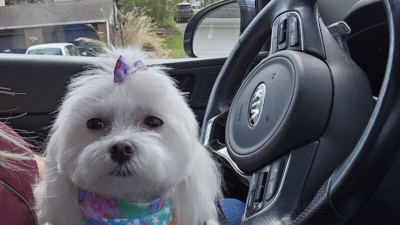 Pampered Paws-N-Claws - Claridge, PA