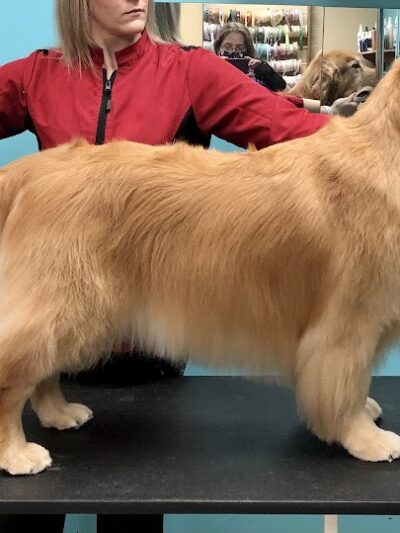 Pampered Paws-N-Claws - Claridge, PA