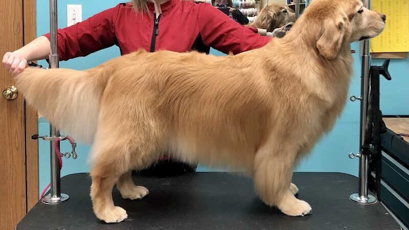 Pampered Paws-N-Claws - Claridge, PA