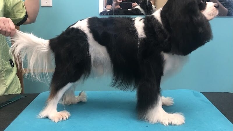 Pampered Paws-N-Claws - Claridge, PA