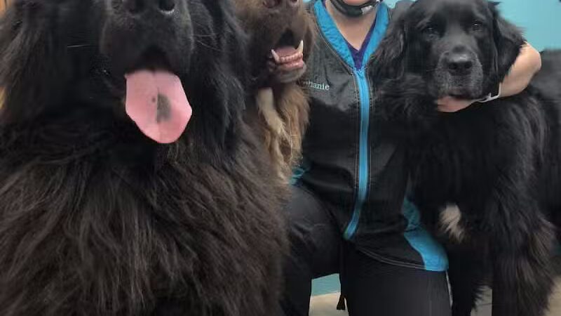 Pampered Paws-N-Claws - Claridge, PA