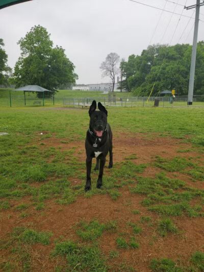 Fort Campbell Dog Park (Military Base) - Clarksville, KY