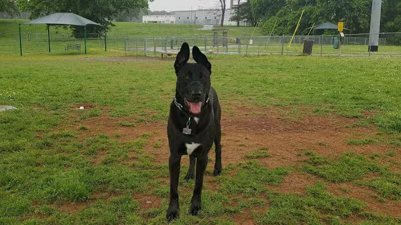 Fort Campbell Dog Park (Military Base) - Clarksville, KY