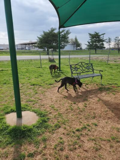 Fort Campbell Dog Park (Military Base) - Clarksville, KY