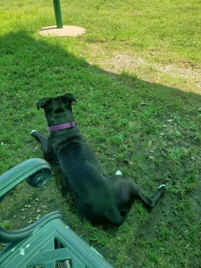 Fort Campbell Dog Park (Military Base) - Clarksville, KY