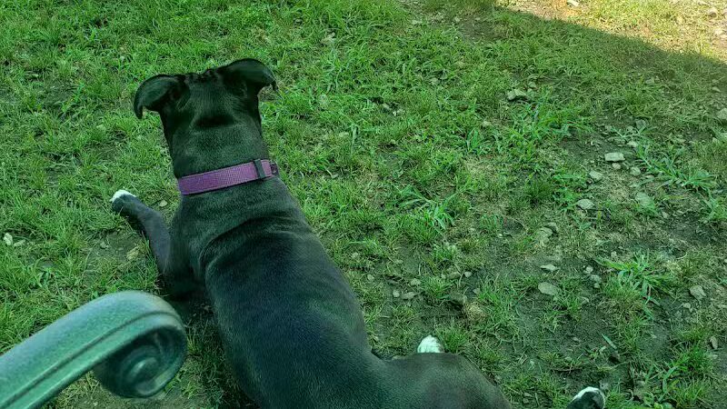 Fort Campbell Dog Park (Military Base) - Clarksville, KY
