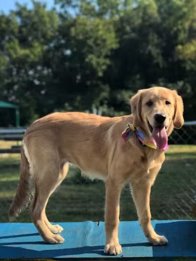 Fort Campbell Dog Park (Military Base) - Clarksville, KY