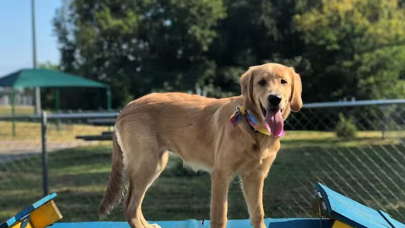 Fort Campbell Dog Park (Military Base) - Clarksville, KY