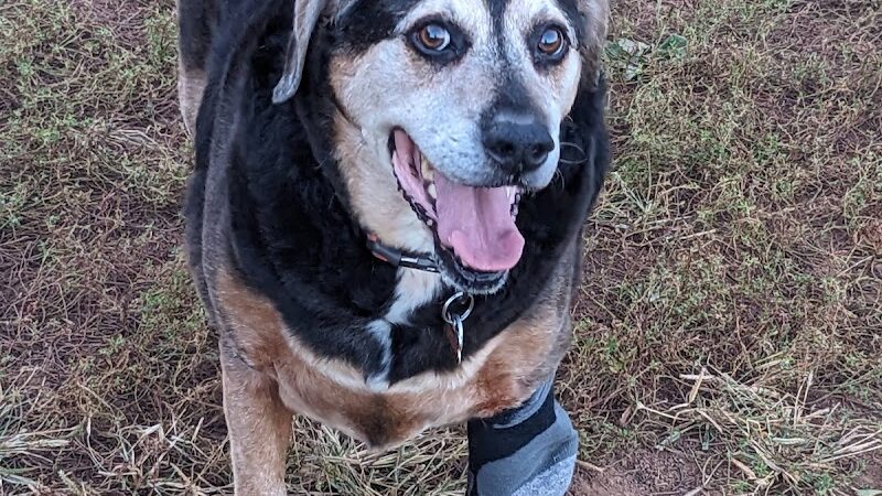 Tanglewood Dog Park - Clemmons, NC