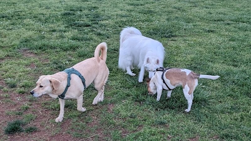 Tanglewood Dog Park - Clemmons, NC