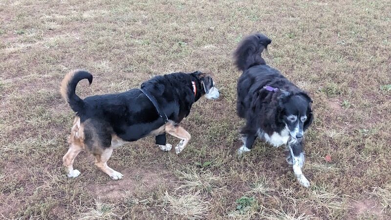 Tanglewood Dog Park - Clemmons, NC