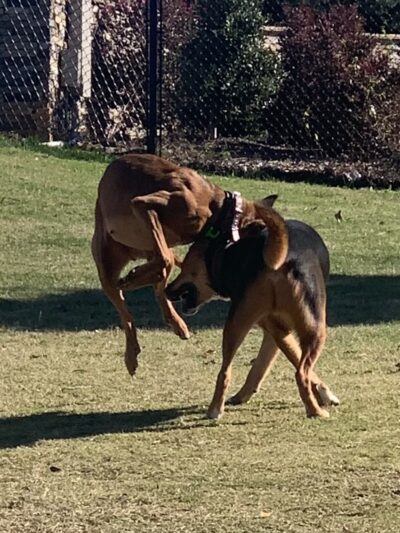 Avery Johnson Park - Cleveland, TN