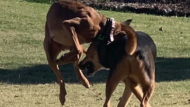 Avery Johnson Park - Cleveland, TN