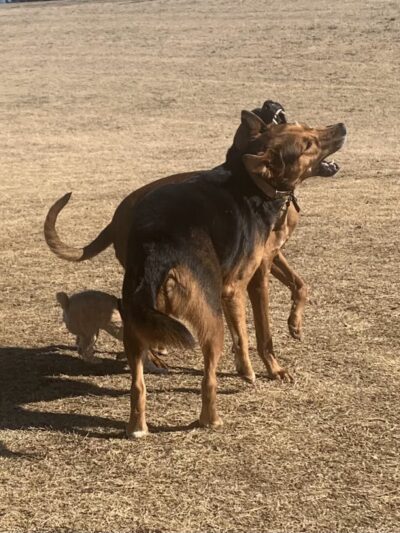 Avery Johnson Park - Cleveland, TN