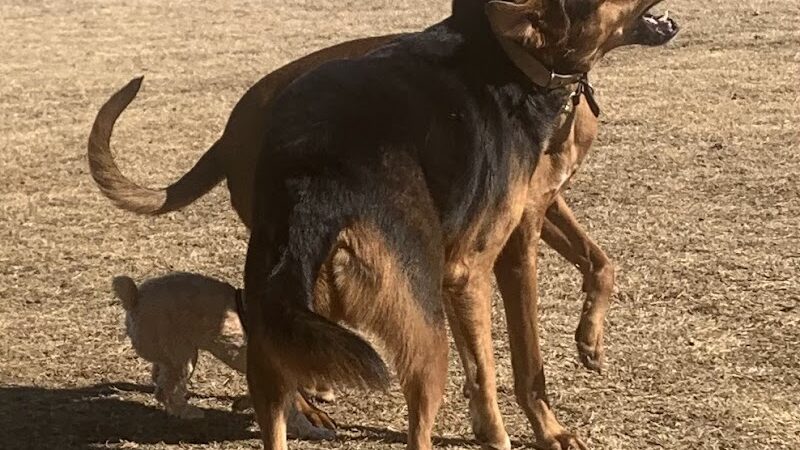 Avery Johnson Park - Cleveland, TN