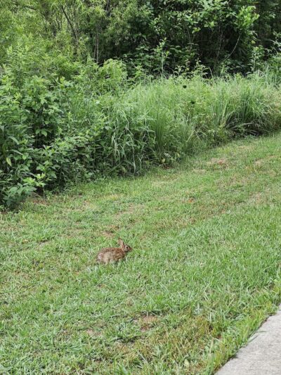 Freewill - Candies Creek Walking Trail - Cleveland, TN
