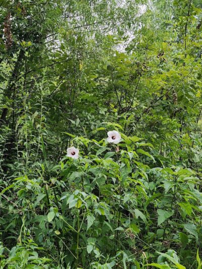 Freewill - Candies Creek Walking Trail - Cleveland, TN