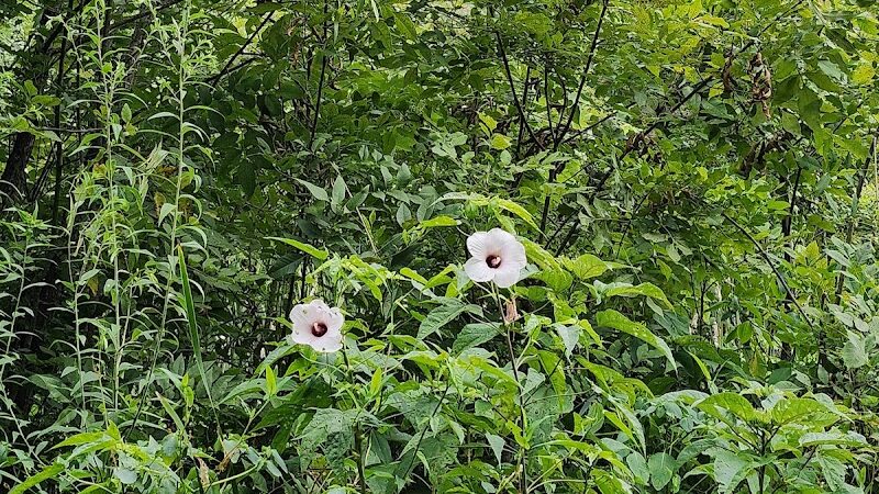 Freewill - Candies Creek Walking Trail - Cleveland, TN