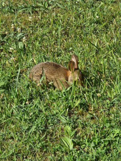 Freewill - Candies Creek Walking Trail - Cleveland, TN