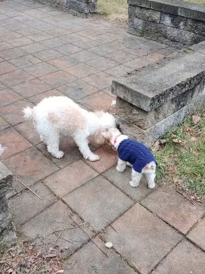 Dog's Day Out Private Dog Park - Clifton Park, NY