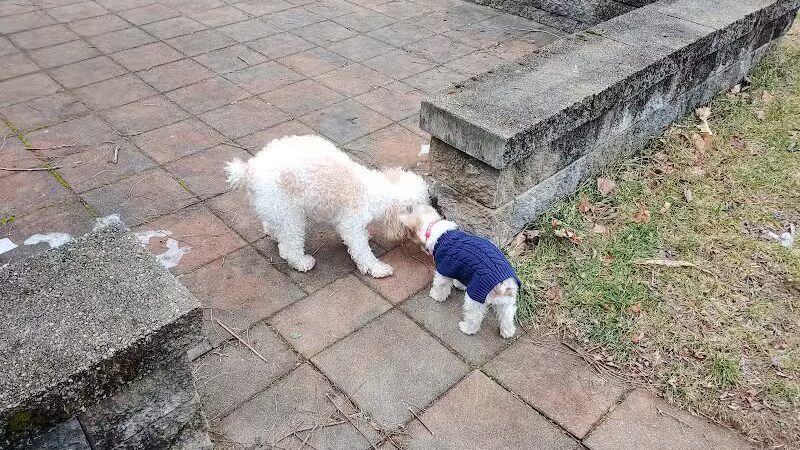 Dog's Day Out Private Dog Park - Clifton Park, NY