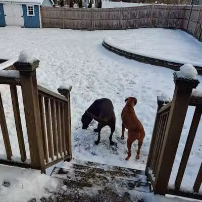 Dog's Day Out Private Dog Park - Clifton Park, NY