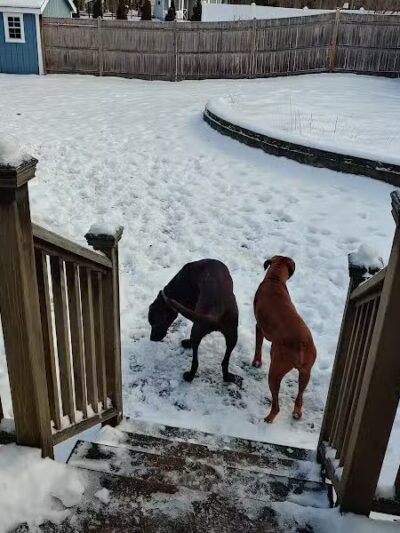 Dog's Day Out Private Dog Park - Clifton Park, NY