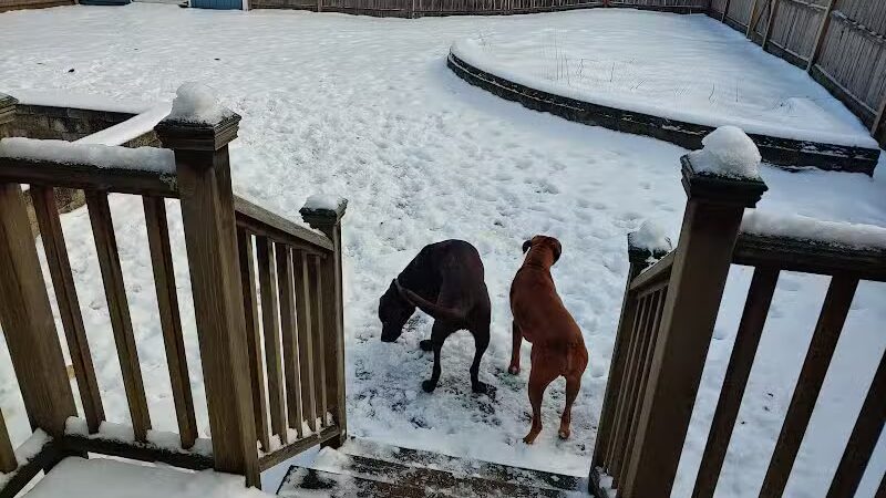 Dog's Day Out Private Dog Park - Clifton Park, NY