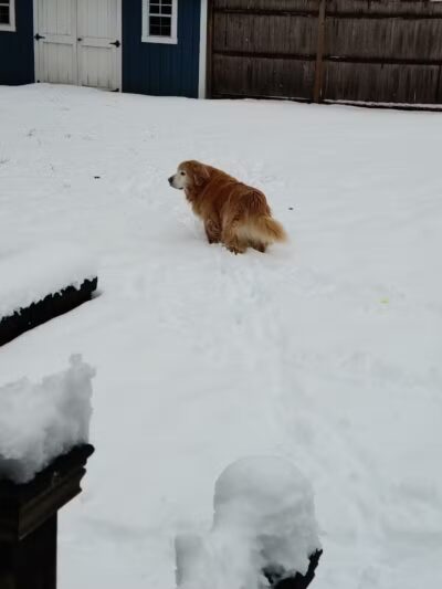 Dog's Day Out Private Dog Park - Clifton Park, NY