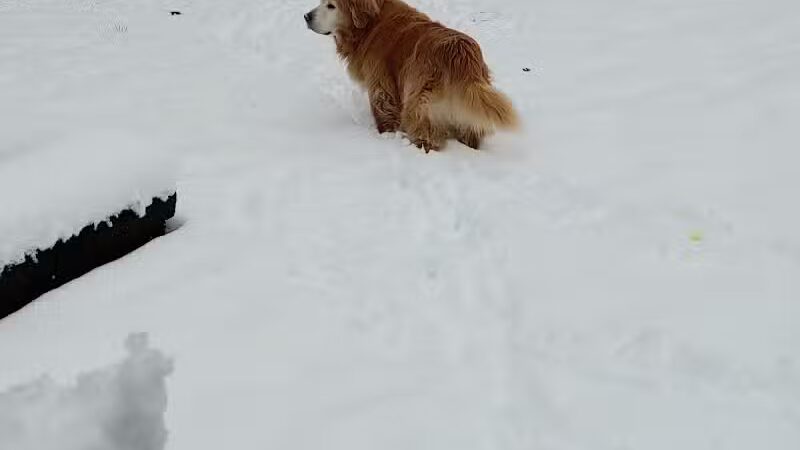 Dog's Day Out Private Dog Park - Clifton Park, NY