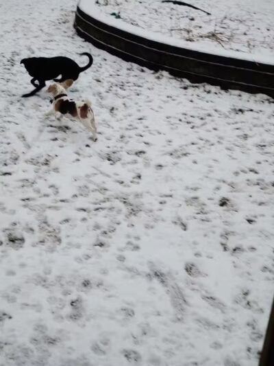 Dog's Day Out Private Dog Park - Clifton Park, NY