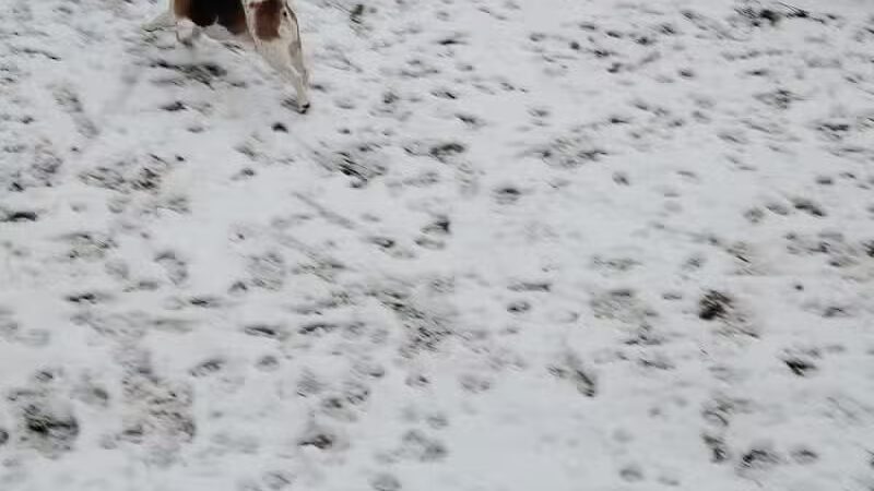 Dog's Day Out Private Dog Park - Clifton Park, NY