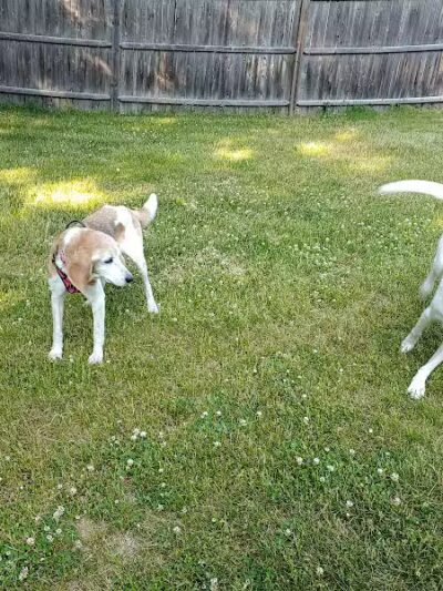 Dog's Day Out Private Dog Park - Clifton Park, NY