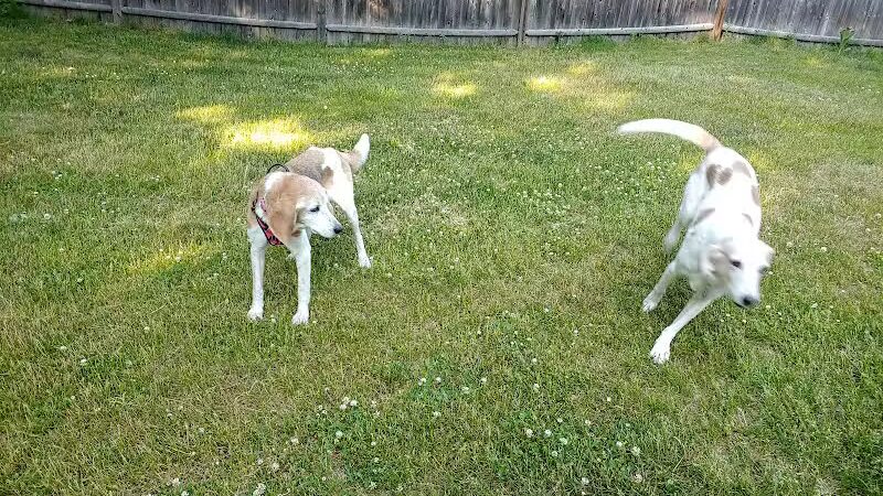 Dog's Day Out Private Dog Park - Clifton Park, NY