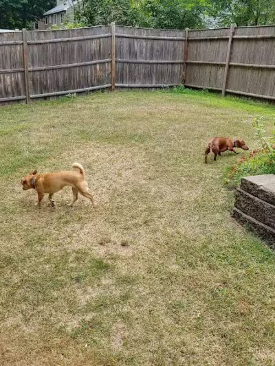 Dog's Day Out Private Dog Park - Clifton Park, NY