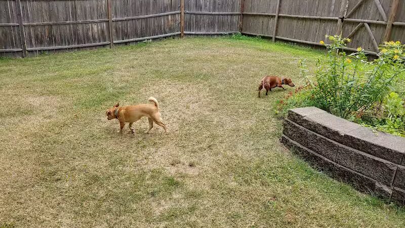 Dog's Day Out Private Dog Park - Clifton Park, NY