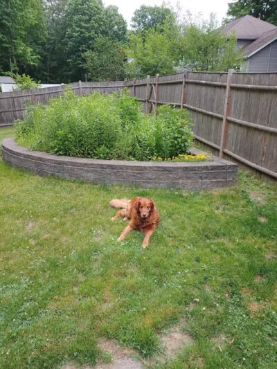 Dog's Day Out Private Dog Park - Clifton Park, NY