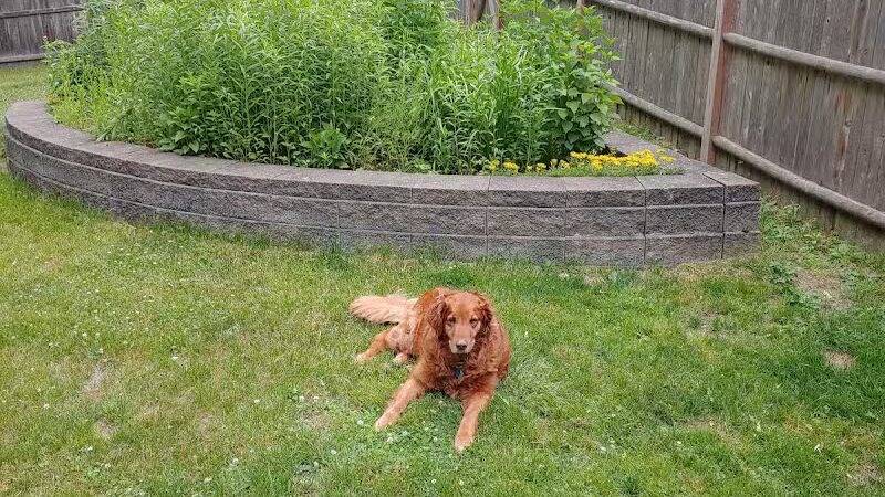 Dog's Day Out Private Dog Park - Clifton Park, NY