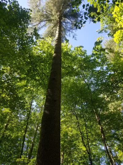 Kinns Road Park - Clifton Park, NY