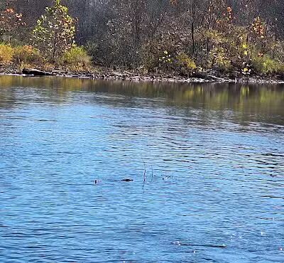 Archey Fork Park - Clinton, AR