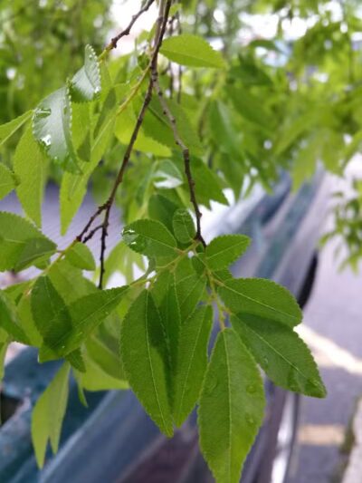 Clinton Parks & Recreation - Clinton, AR