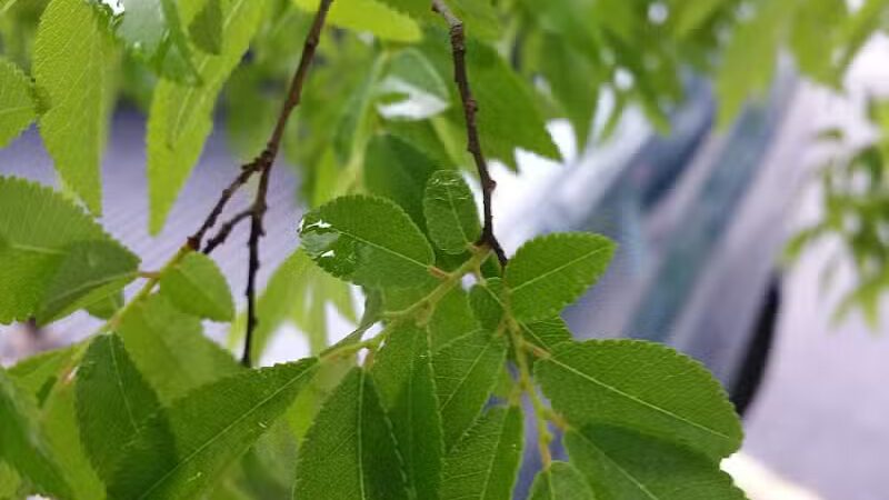 Clinton Parks & Recreation - Clinton, AR