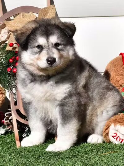 Happy Bend Kennel - Clinton, AR