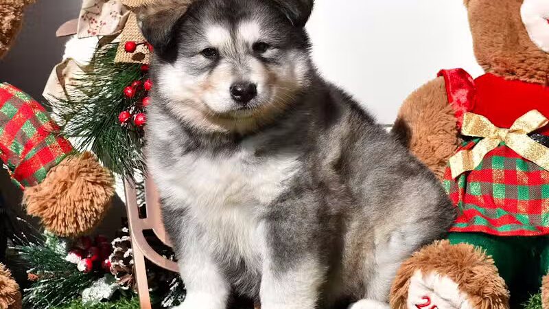 Happy Bend Kennel - Clinton, AR