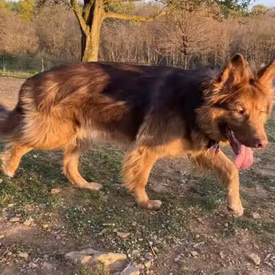 Happy Bend Kennel - Clinton, AR