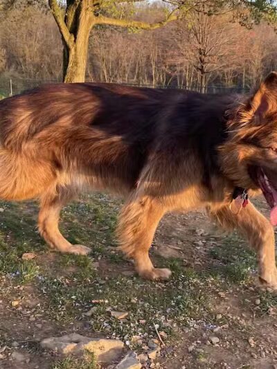 Happy Bend Kennel - Clinton, AR