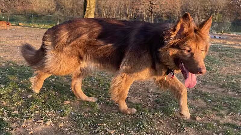Happy Bend Kennel - Clinton, AR