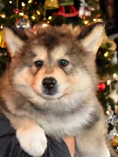 Happy Bend Kennel - Clinton, AR