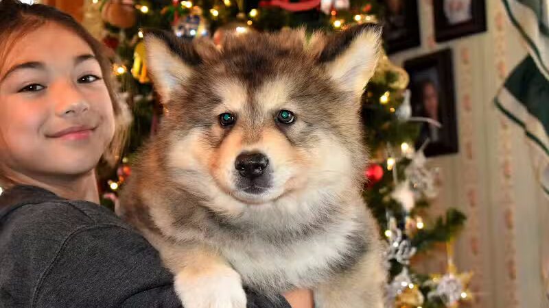 Happy Bend Kennel - Clinton, AR