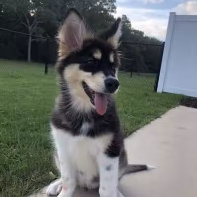 Happy Bend Kennel - Clinton, AR